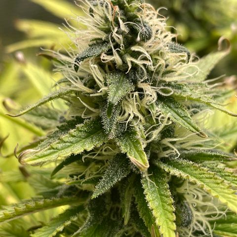 Granddaddy Purple growlog timeline photo