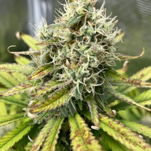 Granddaddy Purple growlog timeline photo