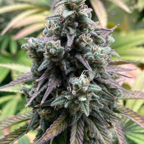 Girl Scout Cookies Extreme - ILGM growlog timeline photo
