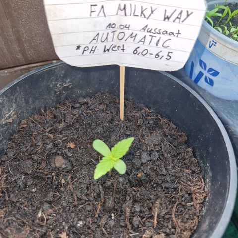 Unbekannte Sorte growlog photo: Wächst hervorragend 
