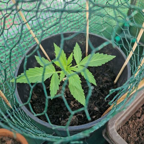 Unbekannte Sorte growlog timeline photo