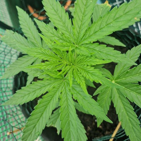 Unbekannte Sorte growlog timeline photo