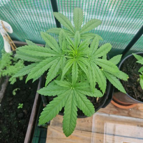 Unbekannte Sorte growlog timeline photo