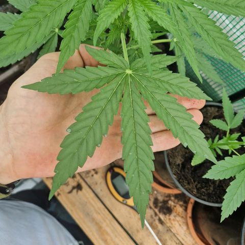 Unbekannte Sorte growlog timeline photo