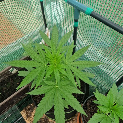 Unbekannte Sorte growlog timeline photo