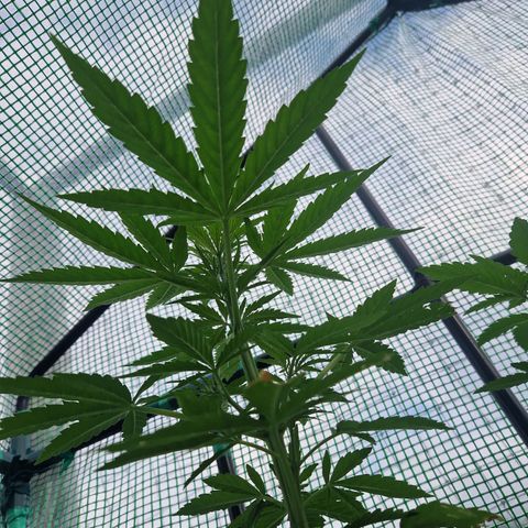 Unbekannte Sorte growlog timeline photo