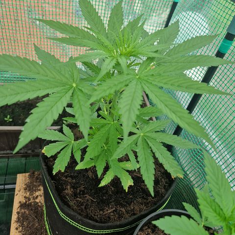Unbekannte Sorte growlog timeline photo