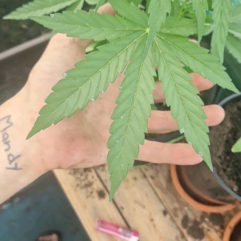 Unbekannte Sorte growlog timeline photo
