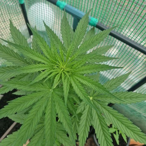 Unbekannte Sorte growlog timeline photo