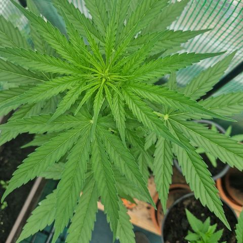 Unbekannte Sorte growlog timeline photo