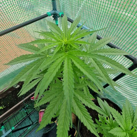 Unbekannte Sorte growlog timeline photo
