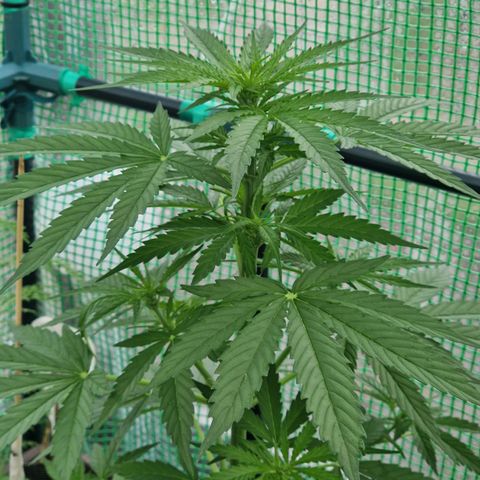 Unbekannte Sorte growlog timeline photo