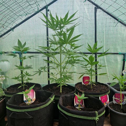 Unbekannte Sorte growlog timeline photo
