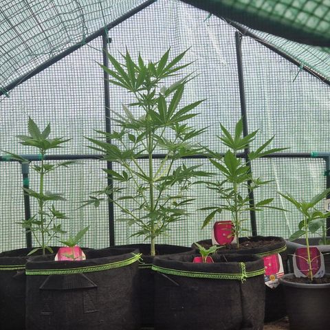 Unbekannte Sorte growlog timeline photo
