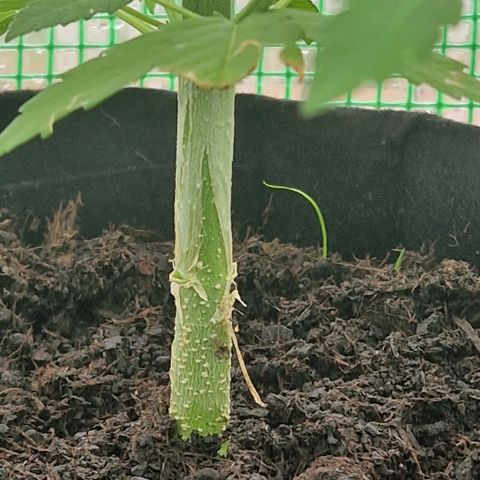 Unbekannte Sorte growlog timeline photo
