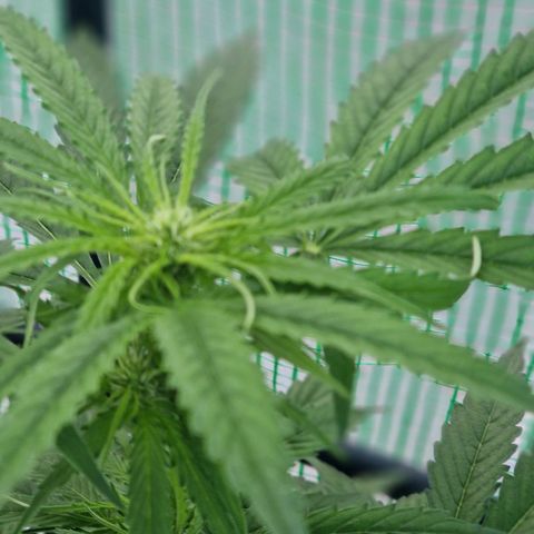 Unbekannte Sorte growlog timeline photo