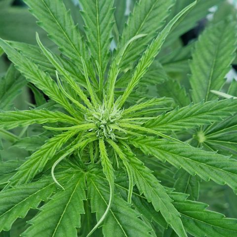 Unbekannte Sorte growlog timeline photo