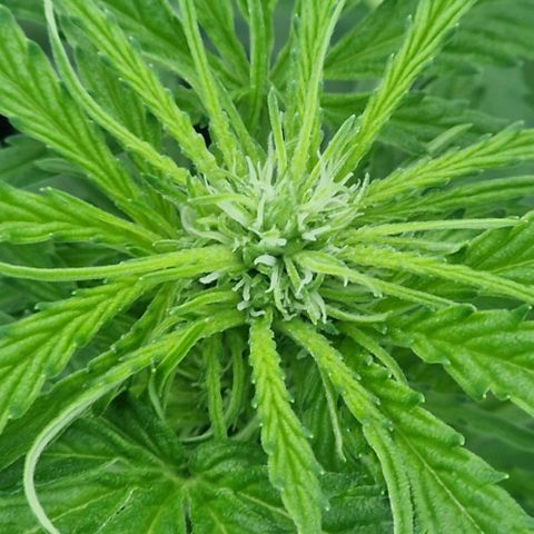 Unbekannte Sorte growlog timeline photo