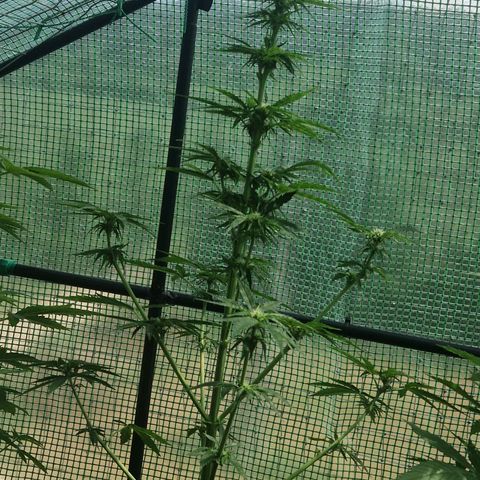 Unbekannte Sorte growlog timeline photo