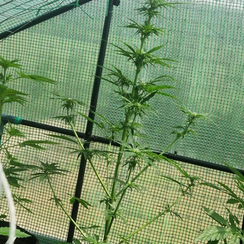 Unbekannte Sorte growlog timeline photo