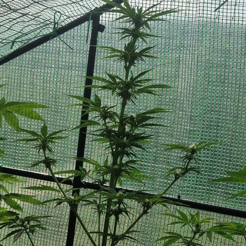 Unbekannte Sorte growlog timeline photo