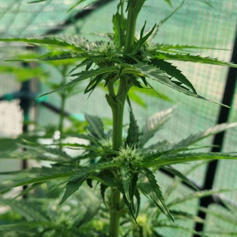 Unbekannte Sorte growlog timeline photo
