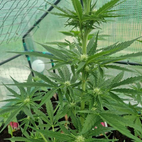 Unbekannte Sorte growlog timeline photo