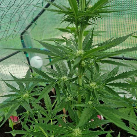Unbekannte Sorte growlog timeline photo