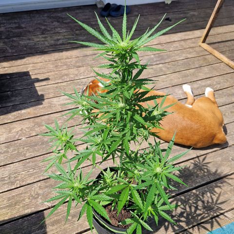 Unbekannte Sorte growlog timeline photo