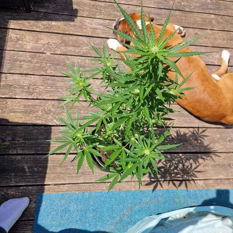 Unbekannte Sorte growlog timeline photo