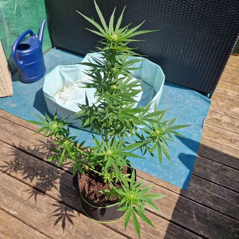 Unbekannte Sorte growlog timeline photo