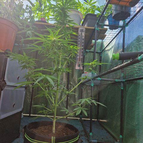 Unbekannte Sorte growlog timeline photo