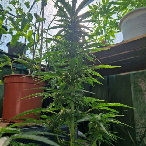 Unbekannte Sorte growlog timeline photo