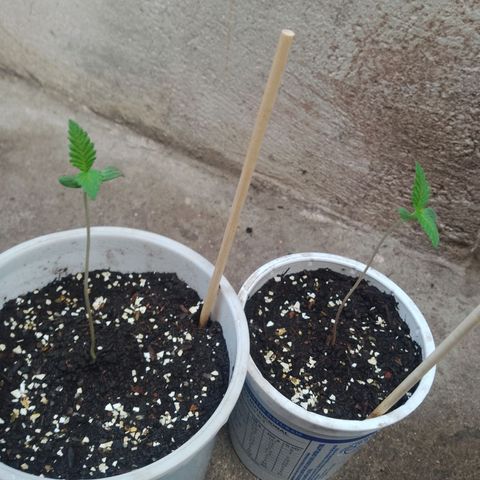 prensado growlog photo: Estão no primeiro vaso, com 12h de luz e 6h de escuro total
