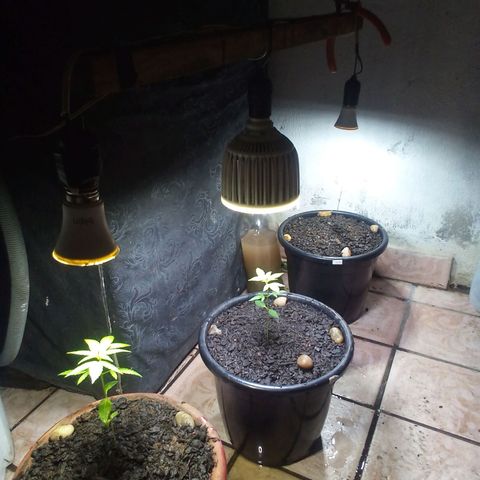 prensado growlog timeline photo