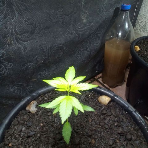 prensado growlog timeline photo
