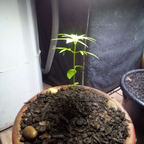 prensado growlog timeline photo