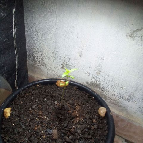 prensado growlog timeline photo