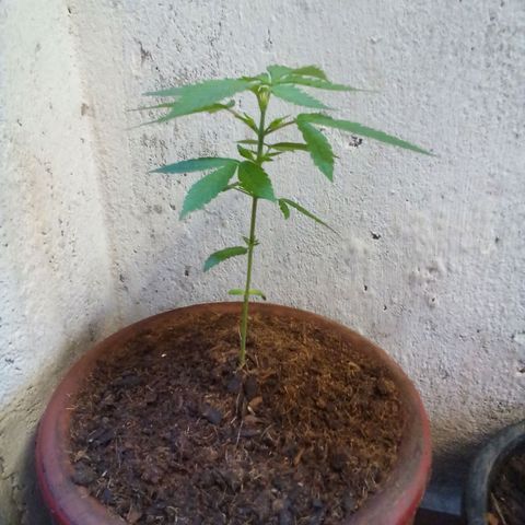 prensado growlog photo: Pode top
