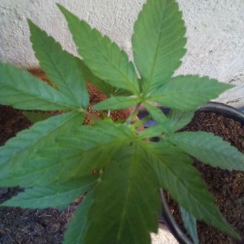 prensado growlog photo: Pode top
