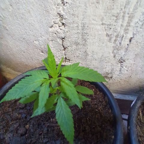 prensado growlog photo: Sem poda