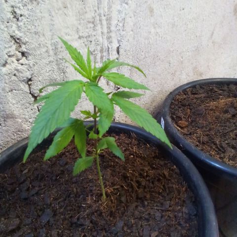 prensado growlog photo: Sem poda