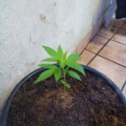 prensado growlog timeline photo