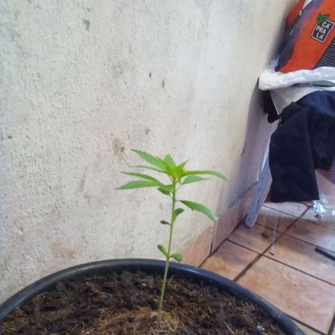 prensado growlog timeline photo