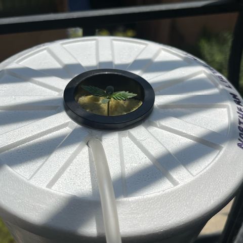 Northern Light growlog timeline photo