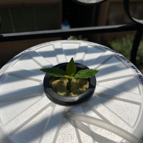 Northern Light growlog timeline photo