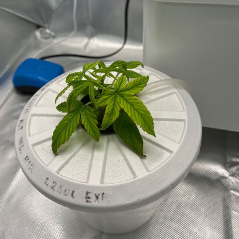 Northern Light growlog timeline photo
