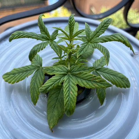 Northern Light growlog timeline photo