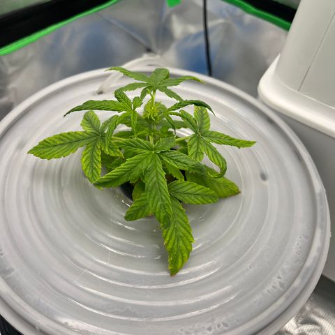Northern Light growlog timeline photo