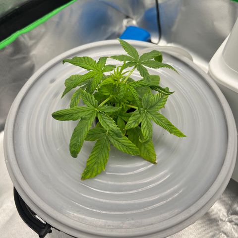 Northern Light growlog timeline photo